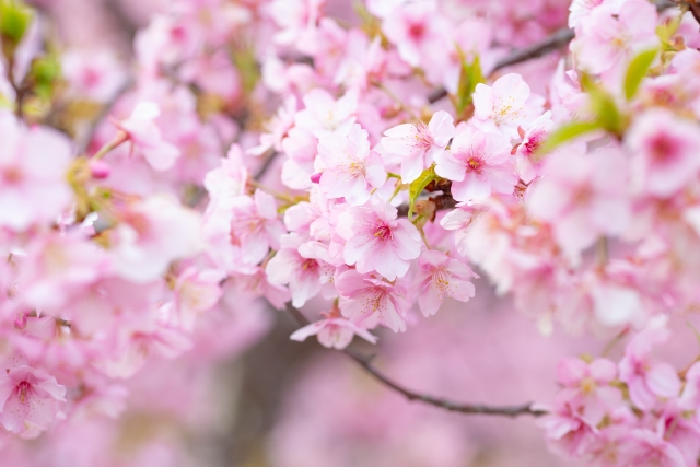 sakura